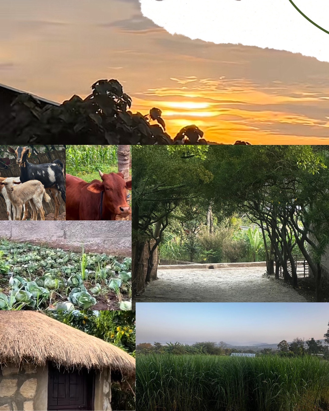 Collage of sunrise, veggie beds, goats, and the Abiko ecolodge