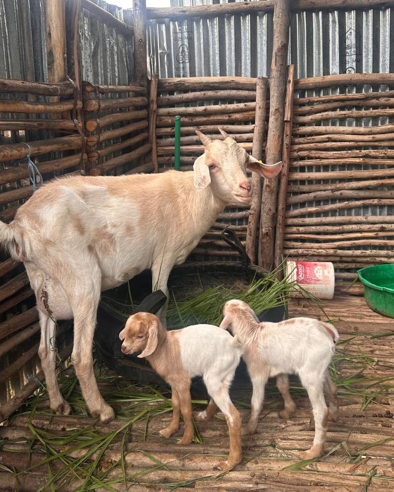 A goat with her newborn twin kids