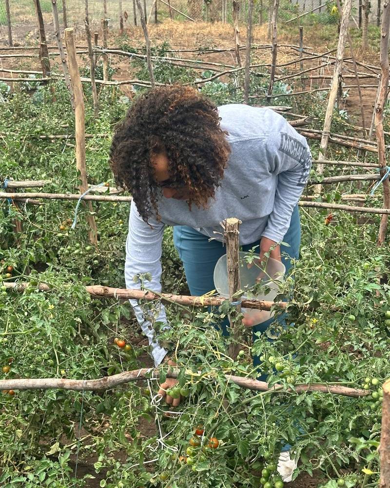 Picking cherry tomatoes in the Abiko vegetable garden