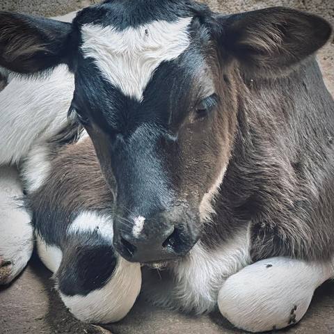 A young dairy calf resting
