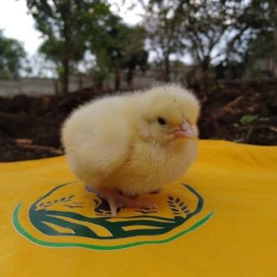 Chicks on an Abiko Agritech shirt